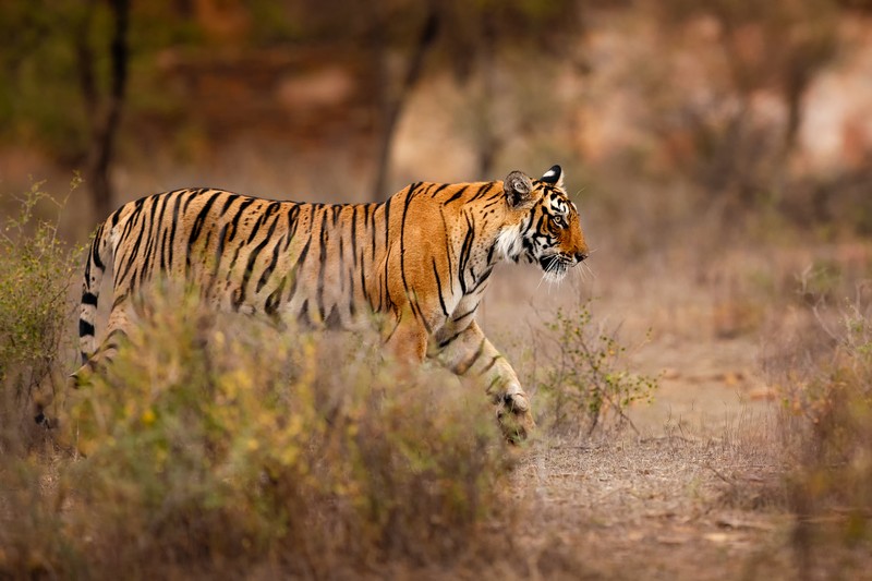 golden triangle with ranthambore